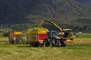 Harvesting Triticale for Silage
