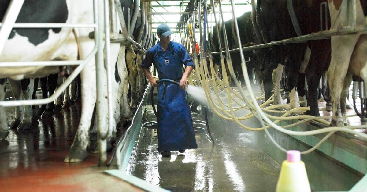Technician washing down a dairy milking shed supported by professional water pump servicing in Matamata-Piako.