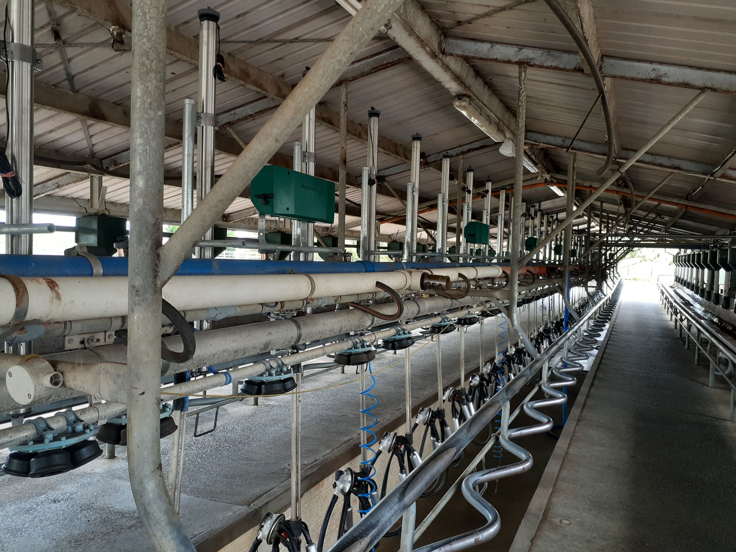 20211209_154512 Modern dairy milking shed maintained through professional Matamata milking machine servicing for reliable daily operation.
