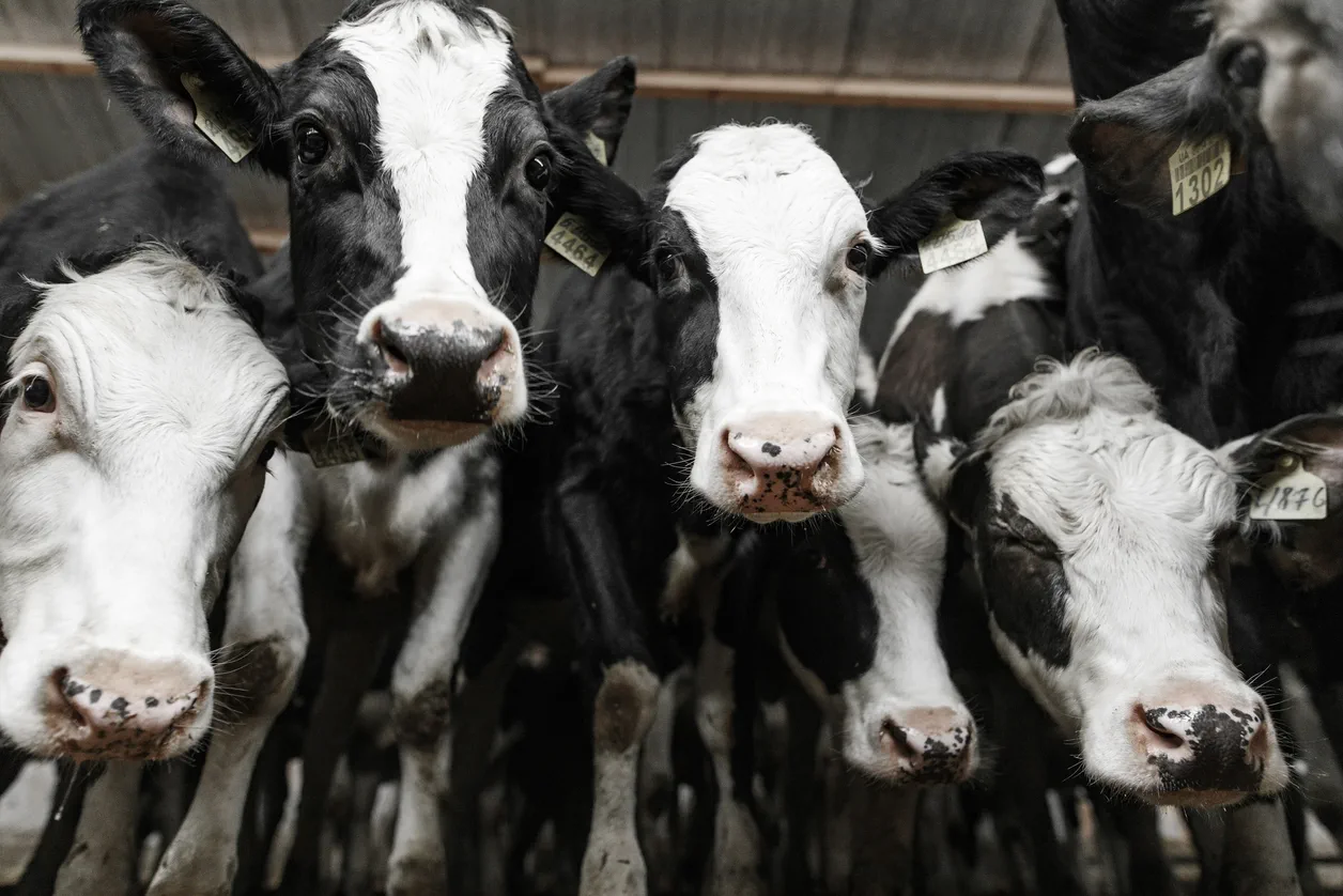 AdobeStock_493592322-processed Holstein dairy cows in a milking shed supported by quality dairy equipment supplies for efficient farm operations.