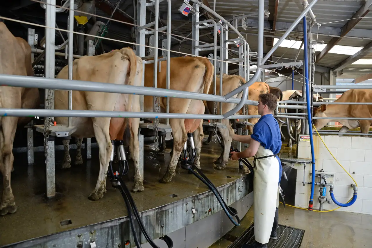 Technician working in a dairy milking shed following a professional milking machine installation for reliable herd management.