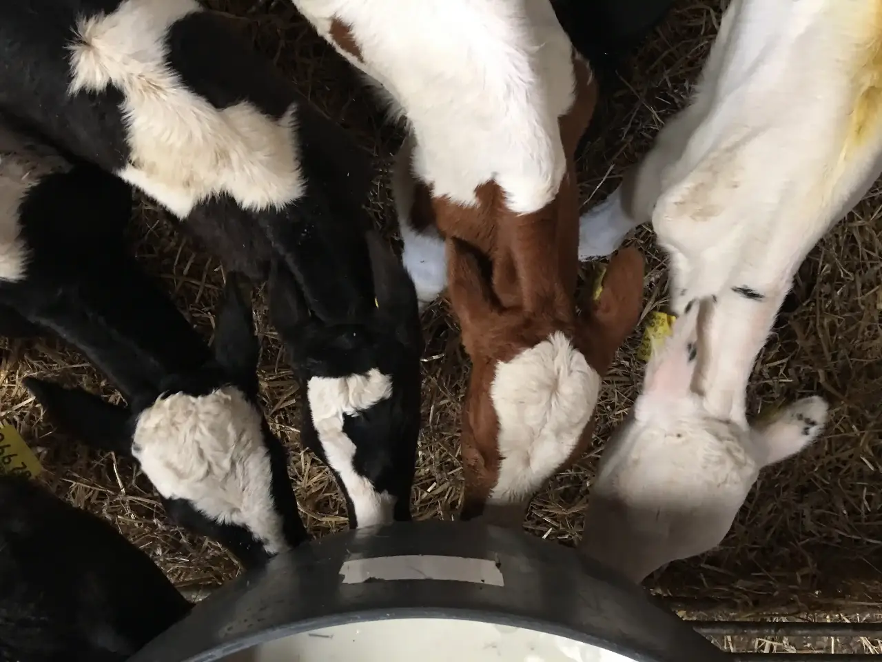 compressed-AdobeStock_115022004 Dairy calves feeding at an automated feeder supported by reliable dairy equipment supplies for modern farm management.