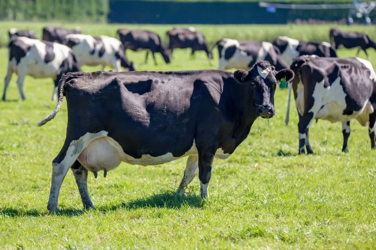 compressed-AdobeStock_211863990 Dairy cows in a paddock managed with an automatic drafting gate for efficient herd monitoring and livestock management.