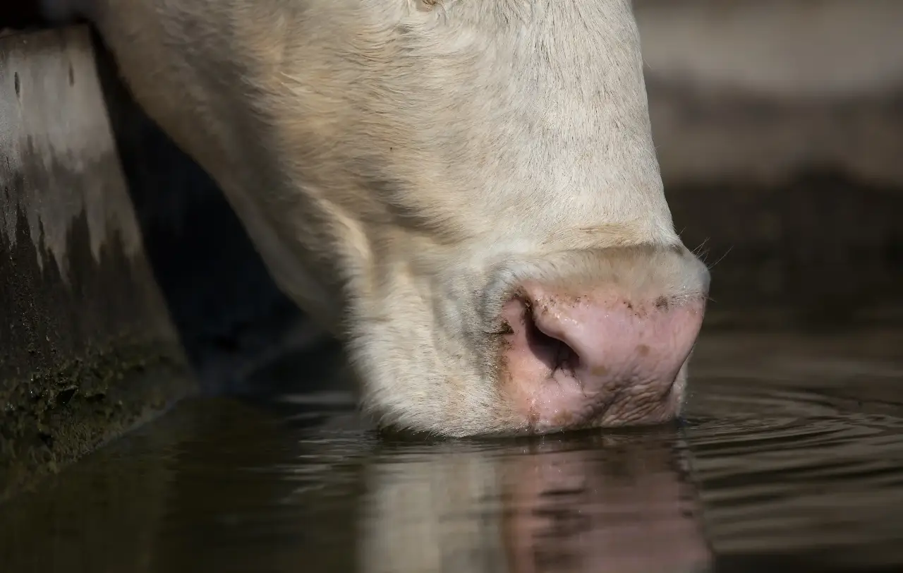 compressed-AdobeStock_272475746 Dairy cow drinking fresh water in a modern farm supported by efficient milking system management.